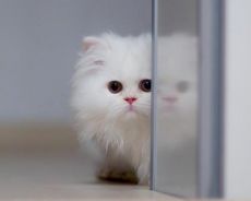 котенца персийски чинчила