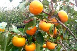 kjer raste persimmon