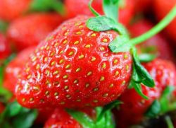 ягодови вредители и тяхното лечение
