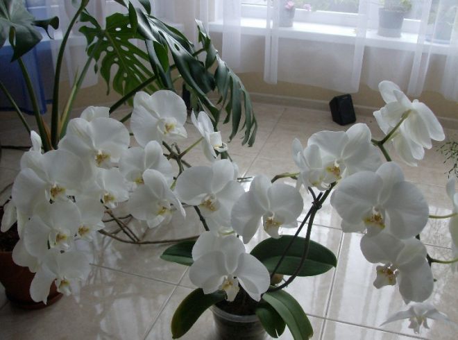 Виды орхидей Фаленопсис