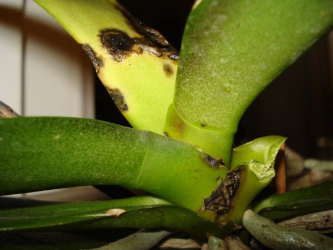 Nemoci orchideje Phalaenopsis Болезни орхидей Фаленопсис