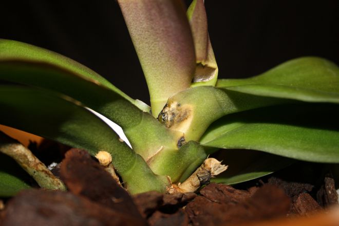 Nemoci orchideje Phalaenopsis Болезни орхидей Фаленопсис