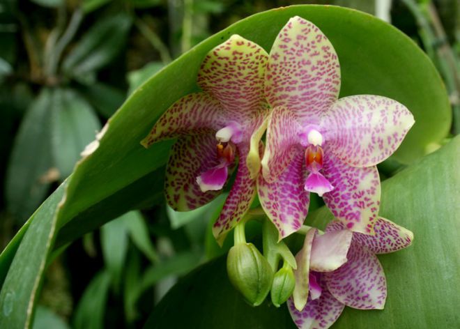 Виды орхидей Фаленопсис