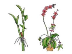 как да разпространявате phalaenopsis