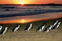 Шествие пингвинов