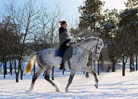 фотосесия с коне през зимата 10