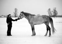 фотосесия с коне през зимата 5