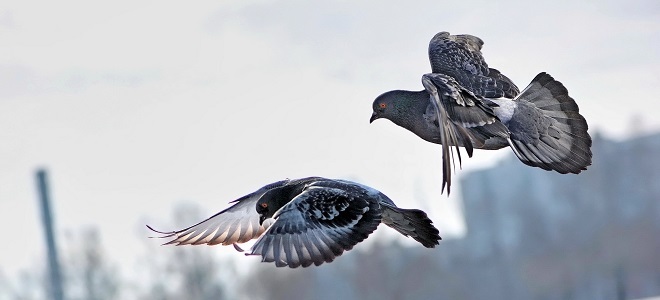 golubovi ispupčeni zajedno