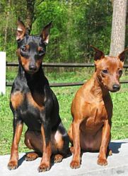 Pincher и Toy Terrier Differences1