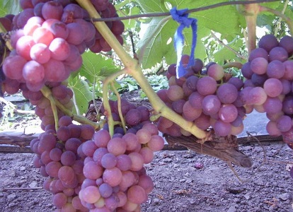 różowe odmiany winogron1
