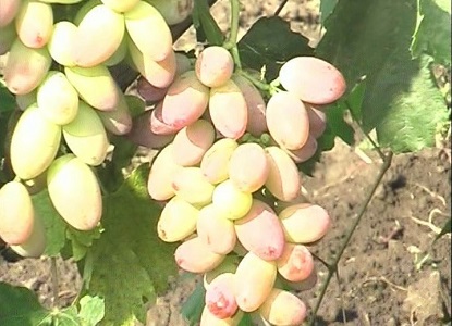 różowe odmiany winogron4