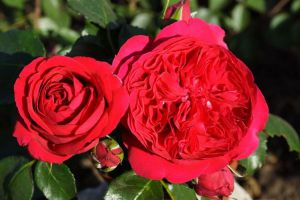 Piwonia roses3