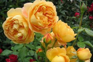 Piwonia roses4