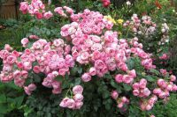 Piwonia roses5