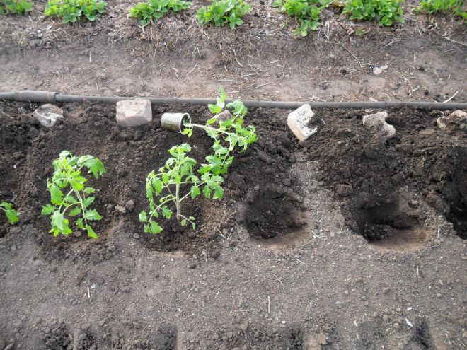 почва для посадки помидоров в теплицу