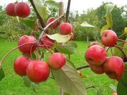 есенно засаждане на ябълкови дървета