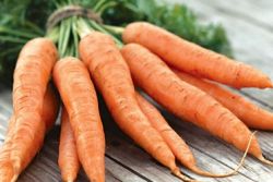 как да засадят моркови преди зимата
