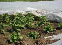 sadzenie wczesnych ziemniaków pod filmem