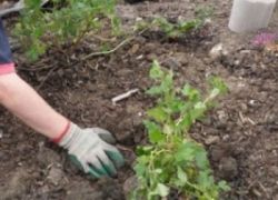 как да засаждат цариградско грозде през пролетта