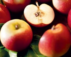 pravilno saditev jablan