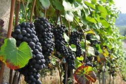 jak sadzić winogrona w kraju
