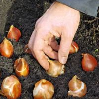sadzenie cebulek tulipanów jesienią