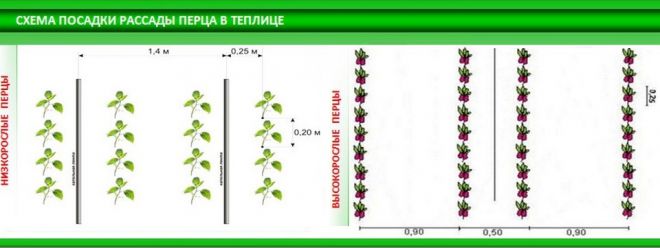 на каком расстоянии садить перец в теплице