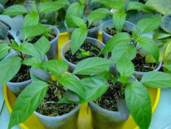 sadzenie nasion papryki w sadzonkach