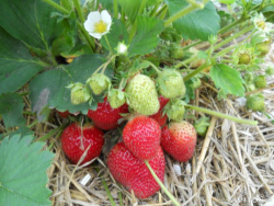 как да се грижи за ягоди през лятото