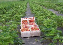 uporaba agrofibera za jagode