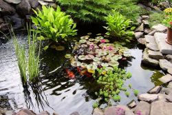 rastline za dekorativni ribnik