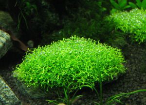 Растения в аквариума8