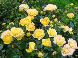 polyanthus rose грижа