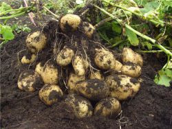 Adretta brambory - popis odrůdy