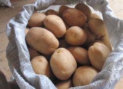 želé brambory