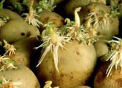 тинктура на картофените кълнове за ставите