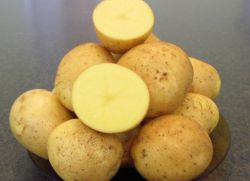 Krompir "Gala" - značilnost