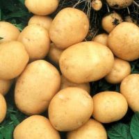 Ziemniaki Timo - opis odmiany1