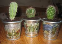 lonci za kaktuse