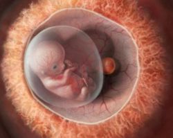 Těhotenství 10 týdnů vývoje plodu