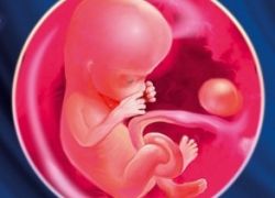Trudnoća veličine fetusa od 13 tjedana