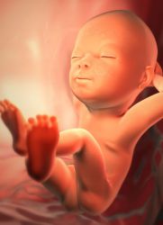 трудноћа 29 недеља развоја фетуса