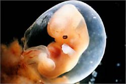 трудноћа 5 недеља развоја фетуса