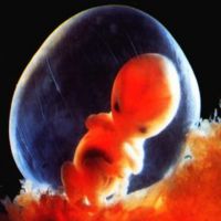 Бременност 7 седмици - развитие на плода