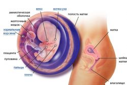 trudnoća 9 tjedana razvoja fetusa