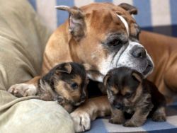 Těhotenství u psů trvání1