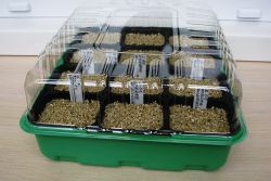 primrose seed stratification