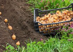 przetwarzanie ziemniaków przed sadzeniem chorób