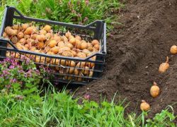 Jak przetwarzać bulwy ziemniaka z stonki ziemniaczanej