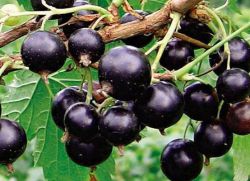 как да се намали черното френско грозде